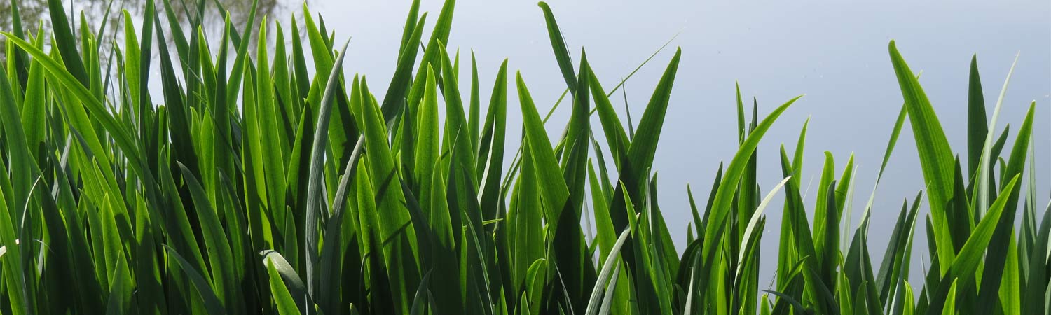 Angelfreunde Dresden Gorbitz